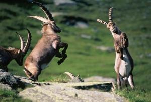 National Park Wildlife Safari